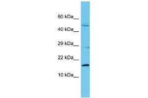 Host: Rabbit Target Name: C8orf44 Sample Type: Fetal Kidney lysates Antibody Dilution: 1. (C8ORF44 anticorps  (N-Term))