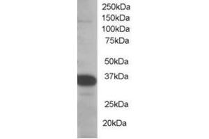 Image no. 1 for anti-Single-Strand-Selective Monofunctional Uracil-DNA Glycosylase 1 (SMUG1) (N-Term) antibody (ABIN374418)