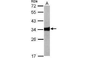 WB Image Sample (50 ug of whole cell lysate) A: Mouse liver 12% SDS PAGE antibody diluted at 1:10000 (HAAO anticorps)