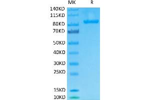 Biotinylated Human FAP on Tris-Bis PAGE under reduced conditions.