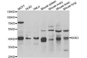 Western blot analysis of extracts of various cell lines, using BUB3 antibody. (BUB3 anticorps  (AA 1-328))