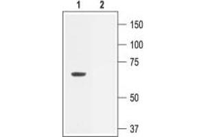 Western blot analysis of rat brain membranes: - 1.