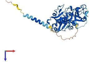 AlphaFold protein structure predicition of Human Recombinant FUT6 Protein, UniprotID P51993