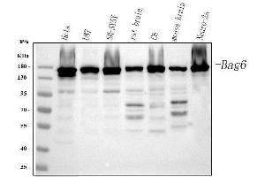Western blot analysis of BAT3/BAG6 using anti-BAT3/BAG6 antibody (ABIN6719601). (BAT3 anticorps)