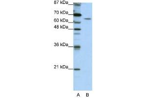 STAU1 antibody used at 1. (STAU1/Staufen anticorps)