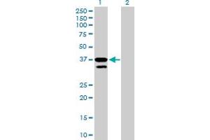 Western Blot analysis of MFNG expression in transfected 293T cell line by MFNG MaxPab polyclonal antibody. (Manic Fringe anticorps  (AA 1-321))