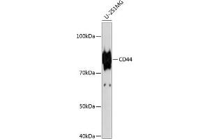 Western blot analysis of extracts of U-251MG cells, using CD44 antibody  at 1:1000 dilution. (CD44 anticorps)