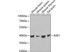 Western blot analysis of extracts of various cell lines using RAE1 Polyclonal Antibody at dilution of 1:1000. (RAE1 anticorps)