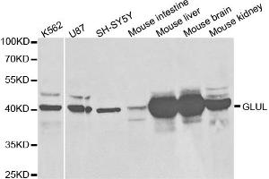 Western blot analysis of extracts of various cell lines, using GLUL antibody (ABIN5973158) at 1/1000 dilution. (GLUL anticorps)