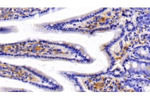 Detection of CAV1 in Mouse Colon Tissue using Polyclonal Antibody to Caveolin 1 (CAV1)