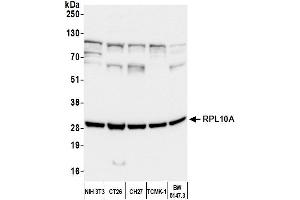Western Blotting (WB) image for anti-Ribosomal Protein L10a (RPL10A) (AA 50-100) antibody (ABIN7450674) (RPL10A anticorps  (AA 50-100))