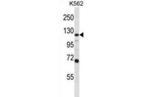 Western Blotting (WB) image for anti-Glutamate Receptor, Ionotropic, AMPA 4 (GRIA4) antibody (ABIN2997039)
