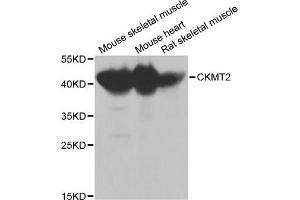 Western blot analysis of extracts of various cell lines, using CKMT2 antibody (ABIN1871856) at 1:1000 dilution. (CHRNA7 anticorps)