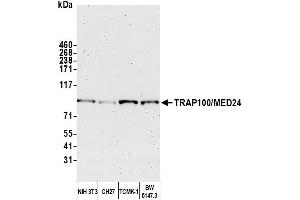 Western Blotting (WB) image for anti-Mediator Complex Subunit 24 (MED24) (AA 939-989) antibody (ABIN7449847)
