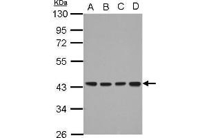WB Image Sample (30 ug of whole cell lysate) A: A549 B: H1299 C: HCT116 D: MCF-7 10% SDS PAGE antibody diluted at 1:1000 (DNAJB12 anticorps  (Center))