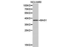 Western Blotting (WB) image for anti-BCL2-Associated Athanogene (BAG1) antibody (ABIN1871218)