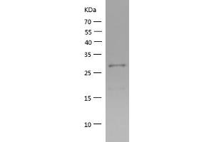 Western Blotting (WB) image for Mitochondrial Antiviral Signaling Protein (MAVS) (AA 237-513) protein (His tag) (ABIN7123973)