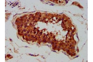 IHC image of ABIN7147569 diluted at 1:400 and staining in paraffin-embedded human testis tissue performed on a Leica BondTM system.