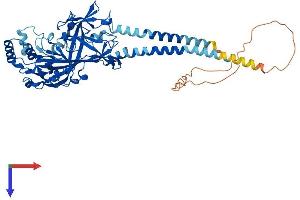 Scavenger Receptor Class B, Member 1 (SCARB1) (AA 1-552) protein (His tag)
