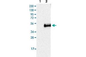 Western Blot (Cell lysate) analysis of Lane 1: Negative control (vector only transfected HEK293T lysate), Lane 2: Over-expression lysate (Co-expressed with a C-terminal myc-DDK tag (~3. (CD207 anticorps)