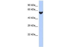 BRF2 antibody used at 0. (BRF2 anticorps  (N-Term))