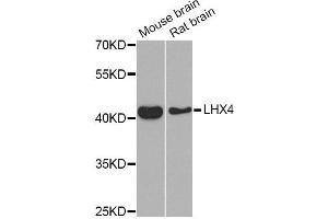 Western blot analysis of extracts of various cell lines, using LHX4 Antibody (ABIN5975324) at 1/1000 dilution. (LHX4 anticorps)