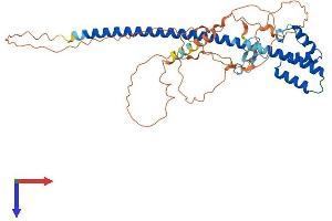 AlphaFold protein structure predicition of Human Recombinant TEX13A Protein, UniprotID Q9BXU3