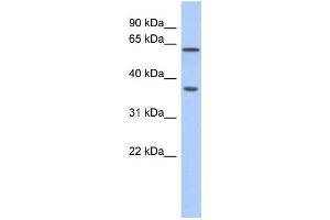 Western Blotting (WB) image for anti-ERG, ETS transcription factor (ERG) antibody (ABIN2460000) (ERG anticorps)