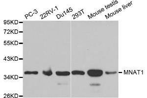 Western blot analysis of extracts of various cell lines, using MNAT1 antibody (ABIN5970984) at 1/1000 dilution. (MNAT1 anticorps)