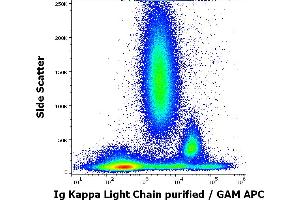 Flow cytometry surface staining pattern of human peripheral whole blood stained using anti-human Ig Kappa Light Chain (TB28-2) purified antibody (concentration in sample 0. (kappa Light Chain anticorps)