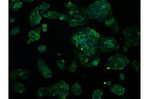 Immunofluorescent staining of HeLa cells using anti-RNF144B mouse monoclonal antibody (ABIN2453610). (RNF144B anticorps  (AA 1-256))