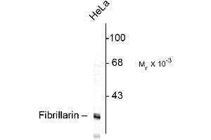Western blot of HeLa lysate showing specific immunolabeling of the ~ 34k fibrillarin protein. (Fibrillarin anticorps)