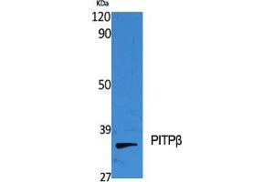 Western Blot (WB) analysis of specific cells using PITPbeta Polyclonal Antibody. (PITPNB anticorps  (Internal Region))
