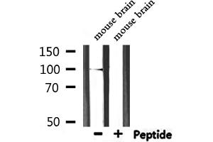 Western blot analysis of extracts from mouse brain, using Catenin α1 Antibody.