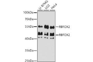 Western blot analysis of extracts of various cell lines, using RBFOX2 antibody (ABIN7270091) at 1:3000 dilution. (RBM9 anticorps  (AA 1-110))