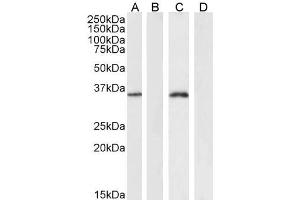ABIN185040 (2µg/ml) staining of K562 cell lysate (A) + peptide (B) and HeLa cell lysate (C) + peptide (D) 35µg protein in RIPA buffer).
