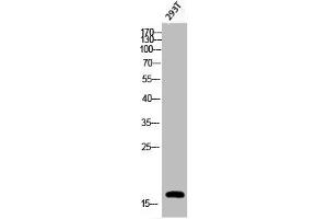 Western Blot analysis of 293T cells using Phospho-Histone H3 (S28) Polyclonal Antibody