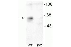 Western blot of mouse forebrain lysates from Wild Type (WT) and α6-knockout (K/O) animals showing specific immunolabeling of the ~57 kDa α6-subunit of the GABAA-R. (GABRA6 anticorps  (Cytoplasmic Loop))