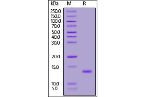 Mouse TGFB1, Tag Free on  under reducing (R) condition. (TGFB1 Protein (AA 279-390))