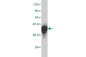 Western Blot detection against Immunogen (36. (SH2D4A anticorps  (AA 239-338))