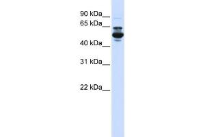 WB Suggested Anti-CYP3A43 Antibody Titration:  0. (CYP3A4 anticorps  (C-Term))