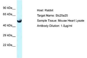 Host: Rabbit Target Name: Slc25a25 Sample Type: Mouse Heart lysates Antibody Dilution: 1. (SLC25A25 anticorps  (C-Term))