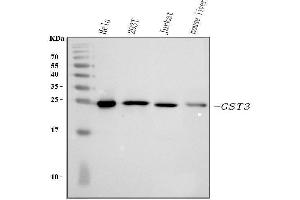 Western blot analysis of GST3/GST pi using anti-GST3/GST pi antibody (ABIN3042437). (GSTP1 anticorps  (AA 2-210))
