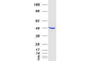 Validation with Western Blot
