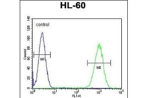 WDR93 Antibody (C-term) (ABIN655448 and ABIN2844978) flow cytometric analysis of HL-60 cells (right histogram) compared to a negative control cell (left histogram). (WDR93 anticorps  (C-Term))