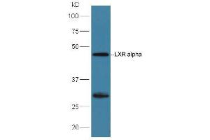 Huh7 lysates probed with Rabbit Anti-LXR alpha + LXR beta Polyclonal Antibody, Unconjugated (ABIN2177438) at 1:300 overnight at 4 °C. (NR1H3 anticorps  (AA 361-447))