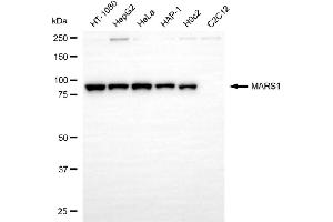 Western blotting analysis using MARS1 antibody (ABIN7799382). (Recombinant Methionine--tRNA Ligase, Cytoplasmic anticorps)