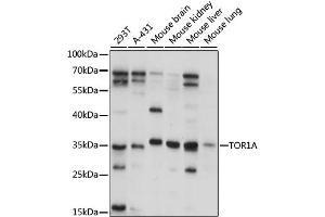Western blot analysis of extracts of various cell lines, using TOR1A antibody (ABIN6293680) at 1:1000 dilution. (TOR1A anticorps)