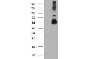 Western Blotting (WB) image for anti-Tubulin, alpha-Like 3 (TUBAL3) (AA 150-446) antibody (ABIN1490953) (TUBAL3 anticorps  (AA 150-446))