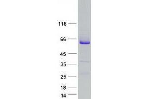Validation with Western Blot (RAB3IP Protein (Myc-DYKDDDDK Tag))